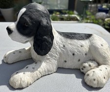 Blue roan cocker for sale  ORMSKIRK