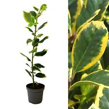 Ilex altaclerensis golden for sale  GLASGOW