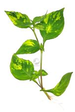 Floratica hygrophila variegatu for sale  LEAMINGTON SPA