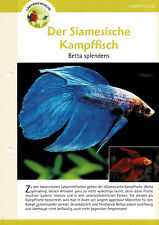 betta splendens kampffisch gebraucht kaufen  Berlin