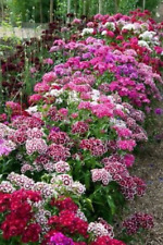 Sweet william dianthus for sale  UK