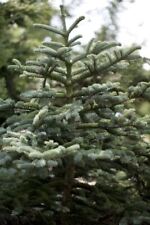 Abies concolor weiß gebraucht kaufen  Westerstede