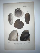 1836 regne animal for sale  Lanexa