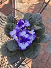 African violet plant for sale  Washington