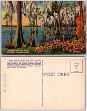 Cypress Trees Florida Cypress Gardens Pocztówka na sprzedaż  Wysyłka do Poland