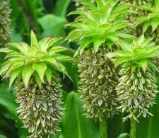Eucomis bicolor pineapple for sale  Hayden