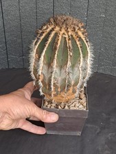 Uebelmannia pectinifera grafte usato  Casatenovo