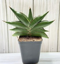 Sansevieria hybrid sawasdee for sale  Winchester