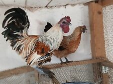 Uova cova pollo usato  Spedire a Italy