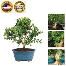 Gorgeous harland boxwood for sale  Sunrise Beach