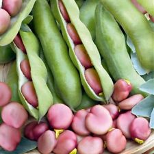 Pink beaned broad for sale  DORCHESTER