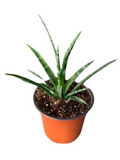 Sansevieria bacularis fernwood for sale  Salinas