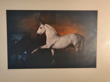 Photo cheval yann d'occasion  Saint-Jean-Bonnefonds