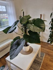 Philodendron rubrocinctum plat for sale  BILLINGHAM