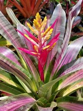Bromeliad aechmea fantasy for sale  USA