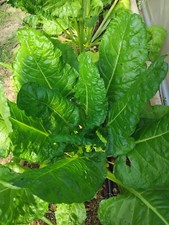 Blette verte couper d'occasion  Le Pradet
