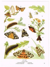 March moth garden for sale  DEREHAM