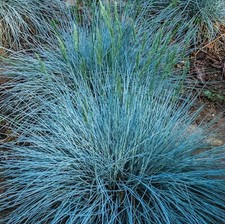 Blue fescue ornamental for sale  BARNSTAPLE