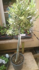 Olea europaea olive for sale  NEWCASTLE