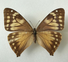 Schmetterling morpho aega gebraucht kaufen  Eisenach