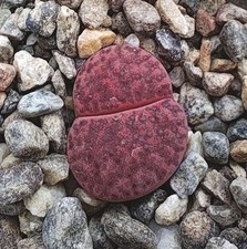 Lithops sassi viventi usato  Ragalna