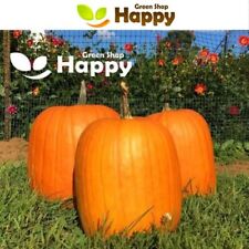 Vegetable seeds pumpkin for sale  DONCASTER