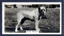 Mastiff kinder monarch for sale  KEIGHLEY