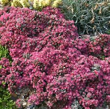 Sedum coca cola for sale  LONDON