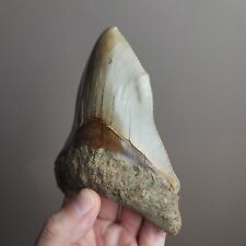 Extremely rare otodus d'occasion  Strasbourg-
