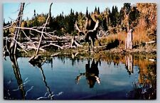 Bull moose near for sale  Clarence Center