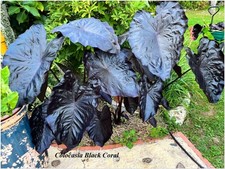 Colocasia black coral d'occasion  Arzacq-Arraziguet
