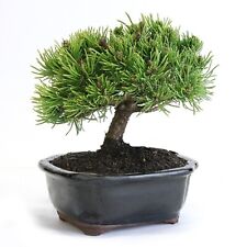 Mugo pine bonsai for sale  Marietta