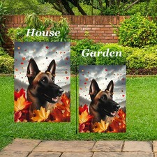 Belgian malinois fall d'occasion  Expédié en Belgium