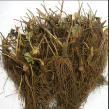Albion everbearing strawberry for sale  USA