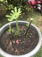 Cuttings fig tree for sale  Downey