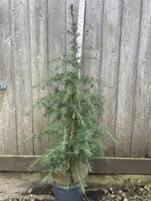 Deodar cedar tree for sale  CHORLEY
