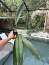 Anthurium decurrens large for sale  Bradenton