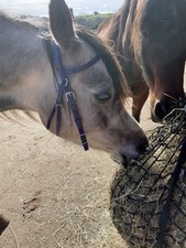 endurance bridle for sale endurance bridle for sale HONITON