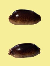 Cypraea caurica melanica usato  Roma
