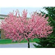 Mandelbaum prunus triloba gebraucht kaufen  Westerstede