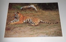 Bengaltiger tier raubkatze gebraucht kaufen  Haßmersheim