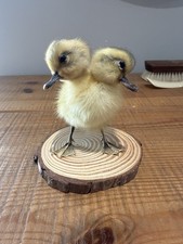 Two headed duckling for sale  SOUTHEND-ON-SEA