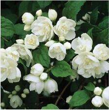 Philadelphus hardy shrub for sale  IPSWICH