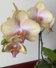 Rchidee phalaenopsis neu gebraucht kaufen  Dessau-Roßlau