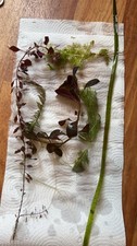 Aquarium plants cuttings for sale  WICK
