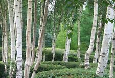 Betula utilis var. for sale  CRANBROOK