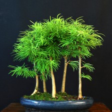 bonsai wald gebraucht kaufen bonsai wald gebraucht kaufen Bielefeld
