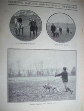1901 coursing greyhound for sale  VERWOOD