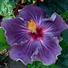 Purple hibiscus seeds for sale  Ravensdale