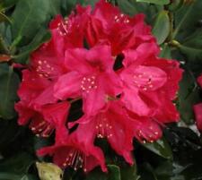 Nova zembla red for sale  Pelzer